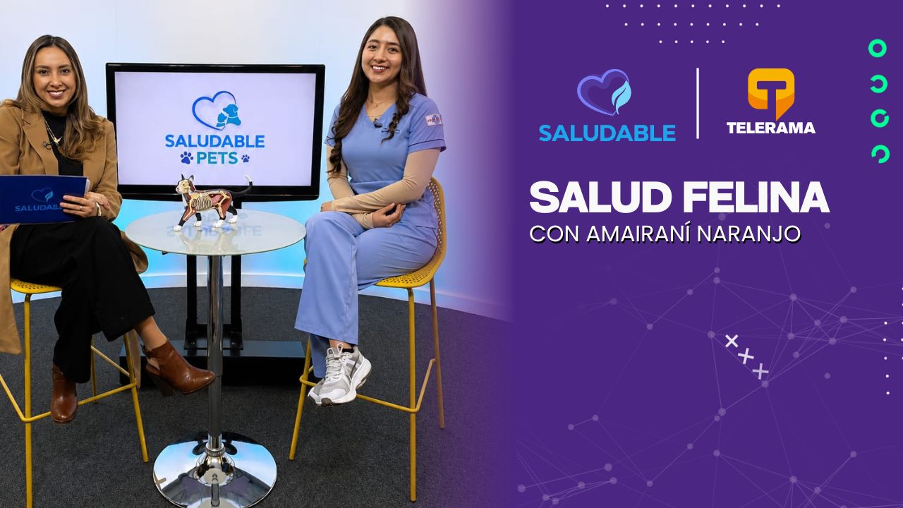 Salud felina